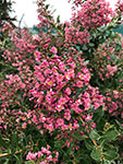 Escallonia Dark Pink HEDGE WITH AN EDGE®